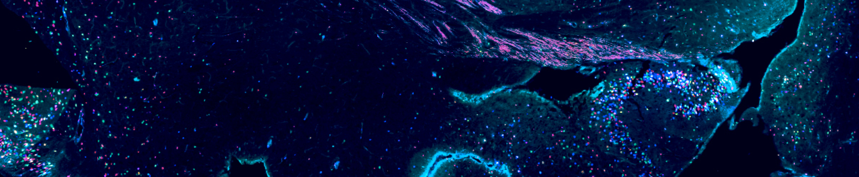 Byers Lecture 30th Anniversary Header Image